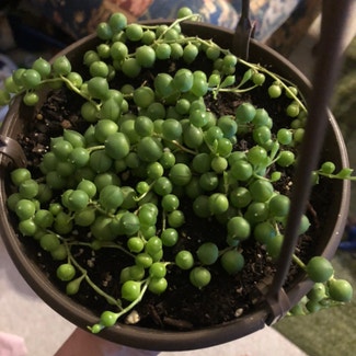 String of Pearls plant in Lake Jackson, Texas