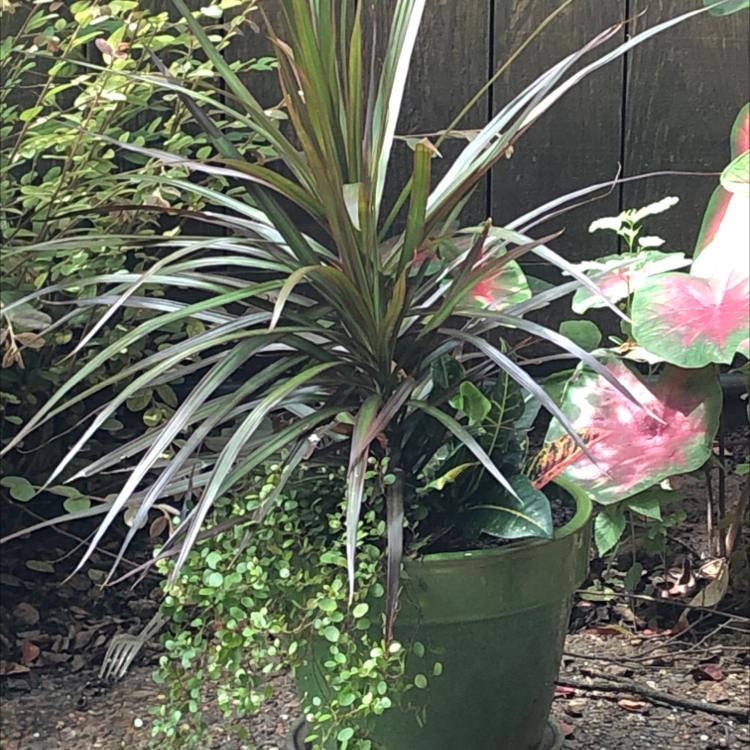 Photo of the plant species Maidenhair Vine by Laura named Ulysses S Plant on Greg, the plant care app