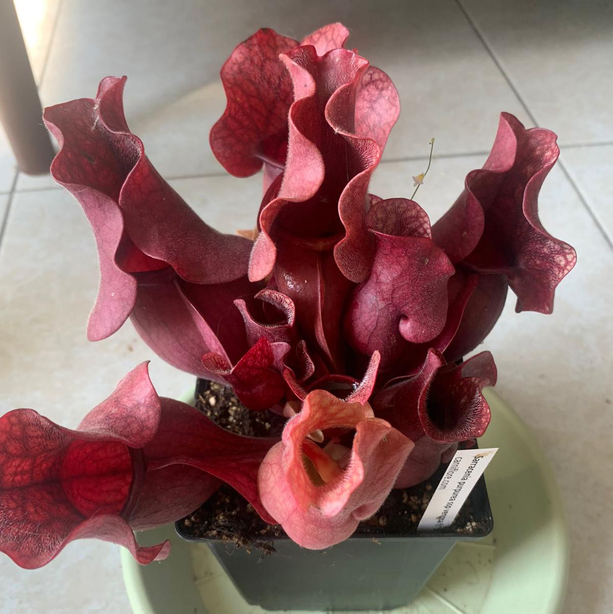Photo of the plant species Purple Pitcher Plant by @Teonsplants named Sarracenia on Greg, the plant care app