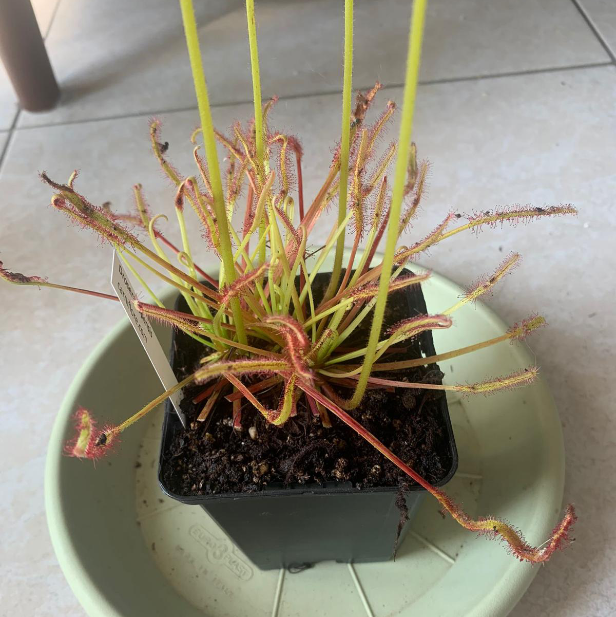 Cape Sundew plant in a pot with some yellowing and browning leaves.