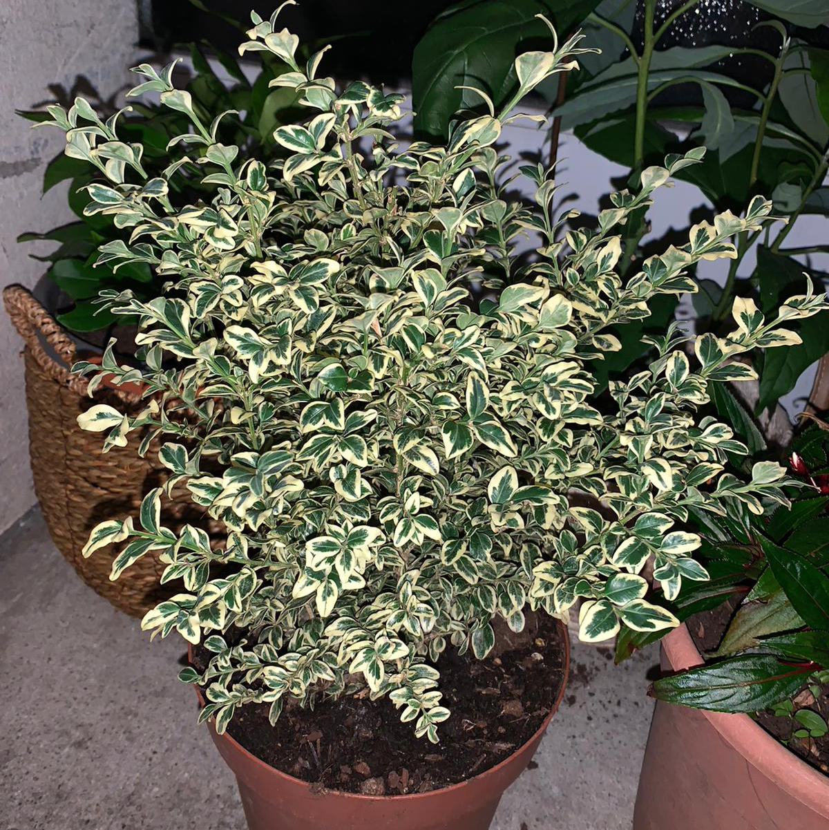 Lush variegated Common Boxwood plant in a pot, with dense oval green and white leaves. The plant appears very healthy.