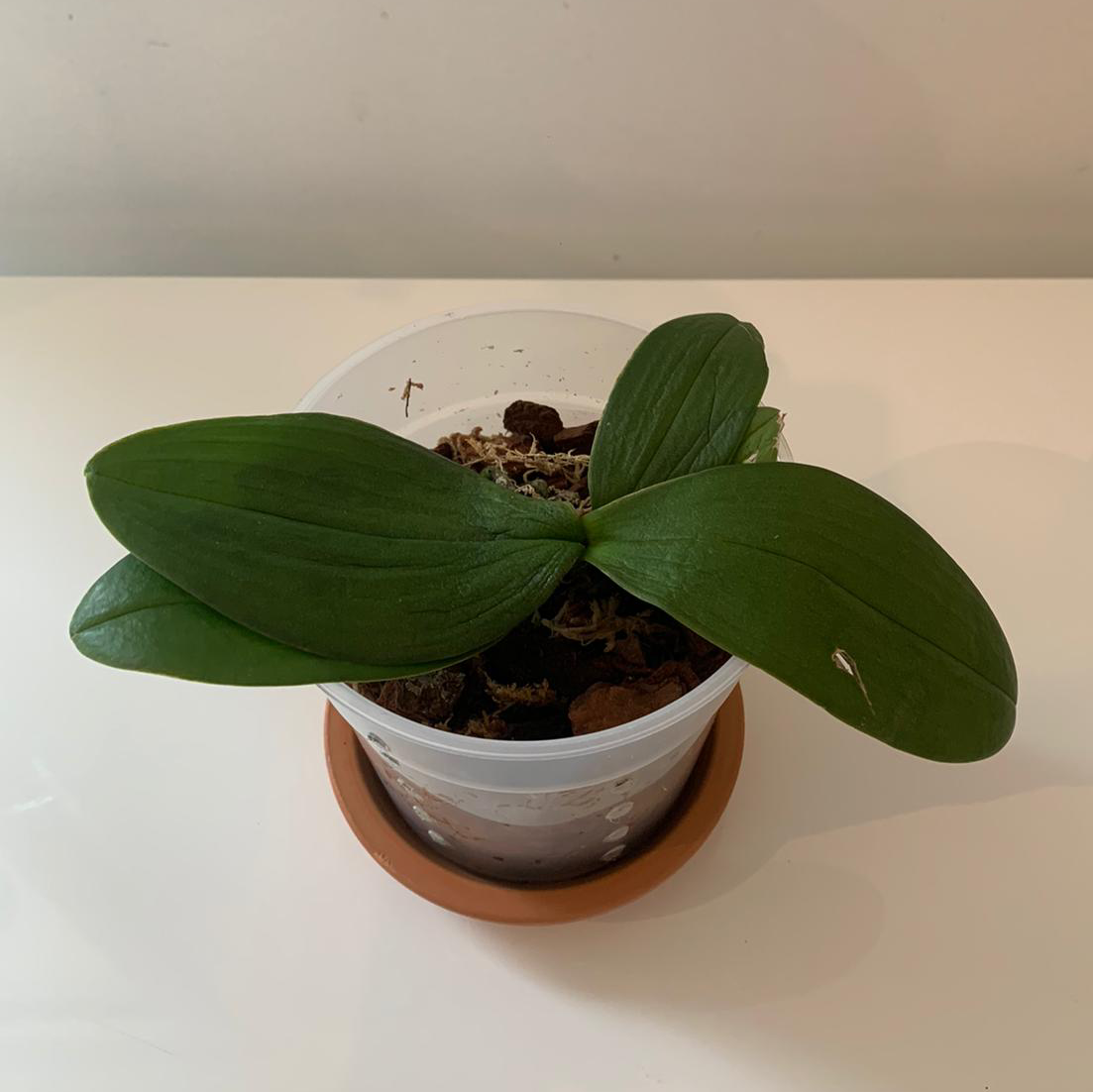 Photo of the plant species Mini Phalaenopsis Orchid by @Teonsplants named Lazare on Greg, the plant care app