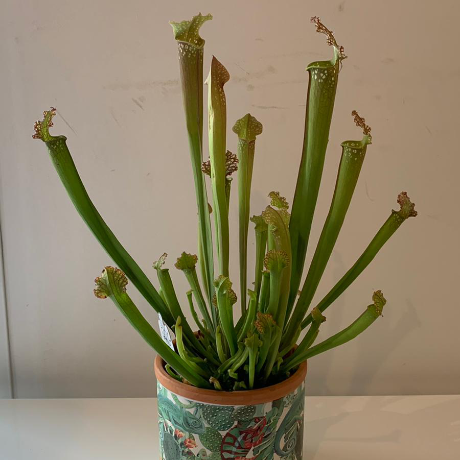 White Topped Pitcher Plant in a decorative pot with some browning at the tips.