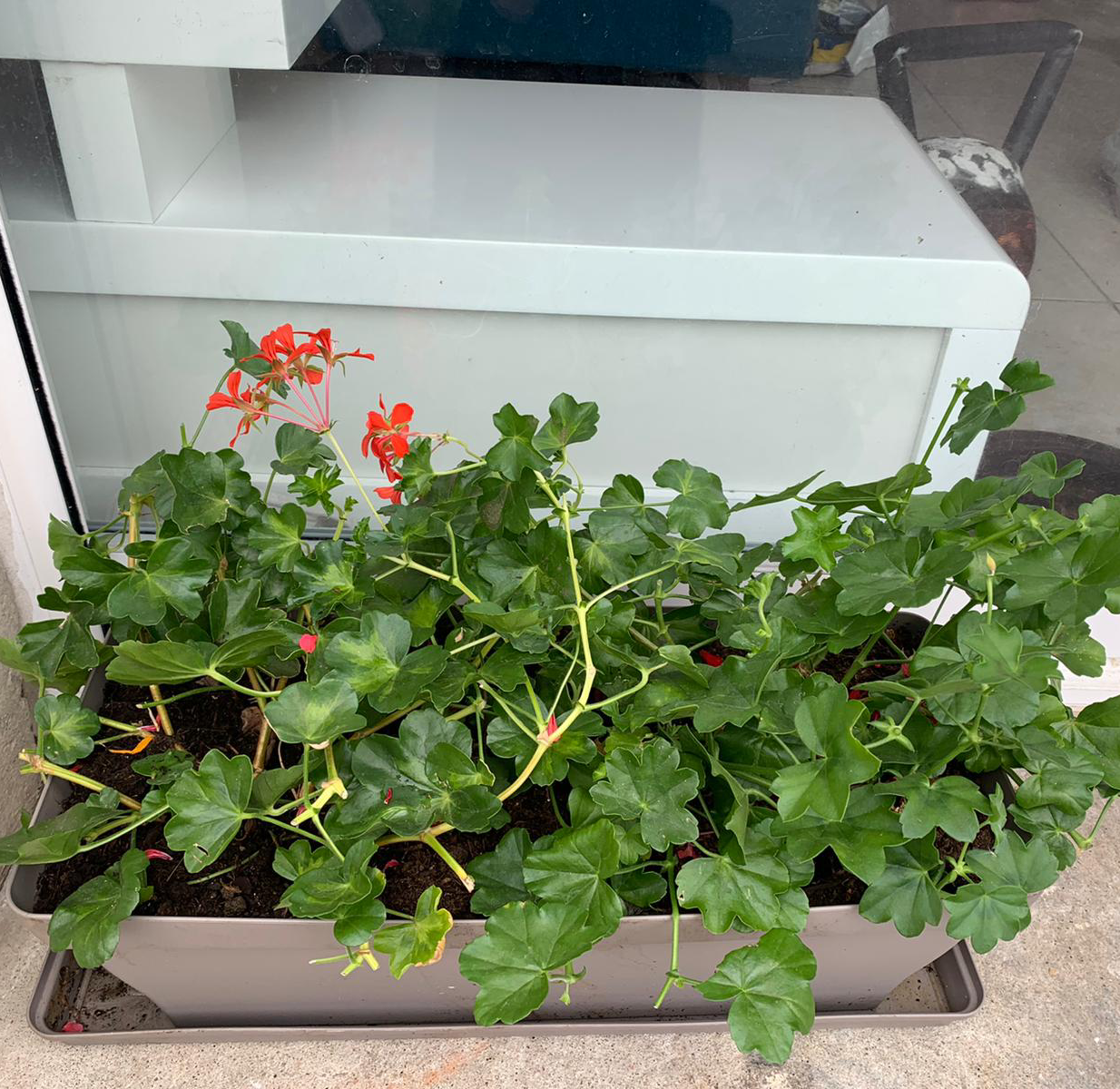 Healthy Ivy Geranium plant with green leaves and red flowers in a rectangular planter.