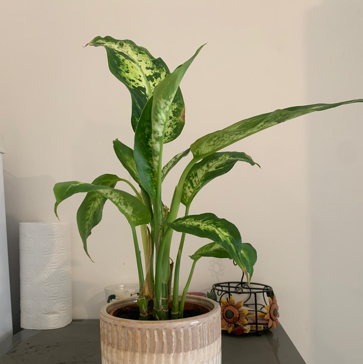 Photo of the plant species Dieffenbachia by @Teonsplants named Surya on Greg, the plant care app