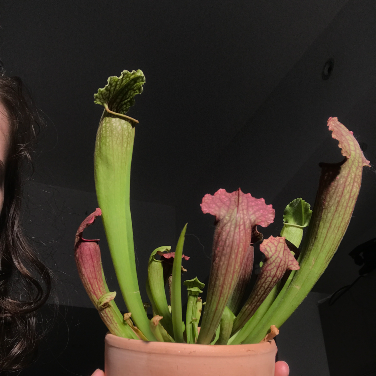 Photo of the plant species White Topped Pitcher Plant by @Teonsplants named Daniel on Greg, the plant care app