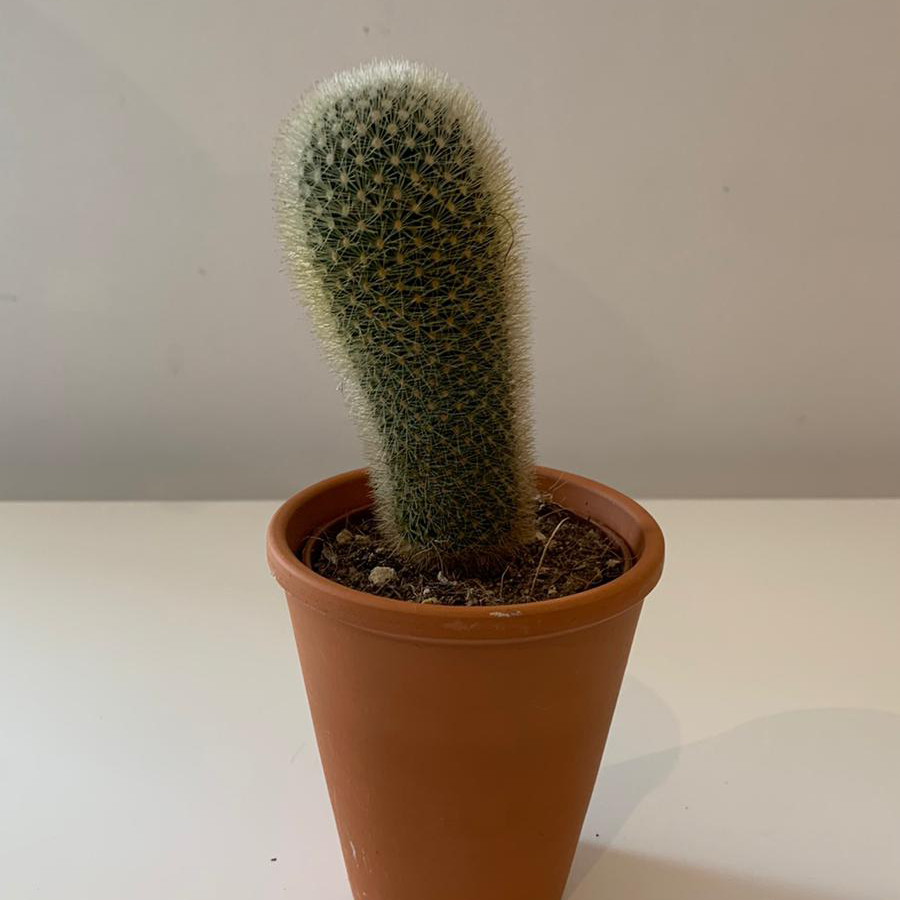 Silver Torch Cactus in a terracotta pot with visible soil, well-framed and in focus.