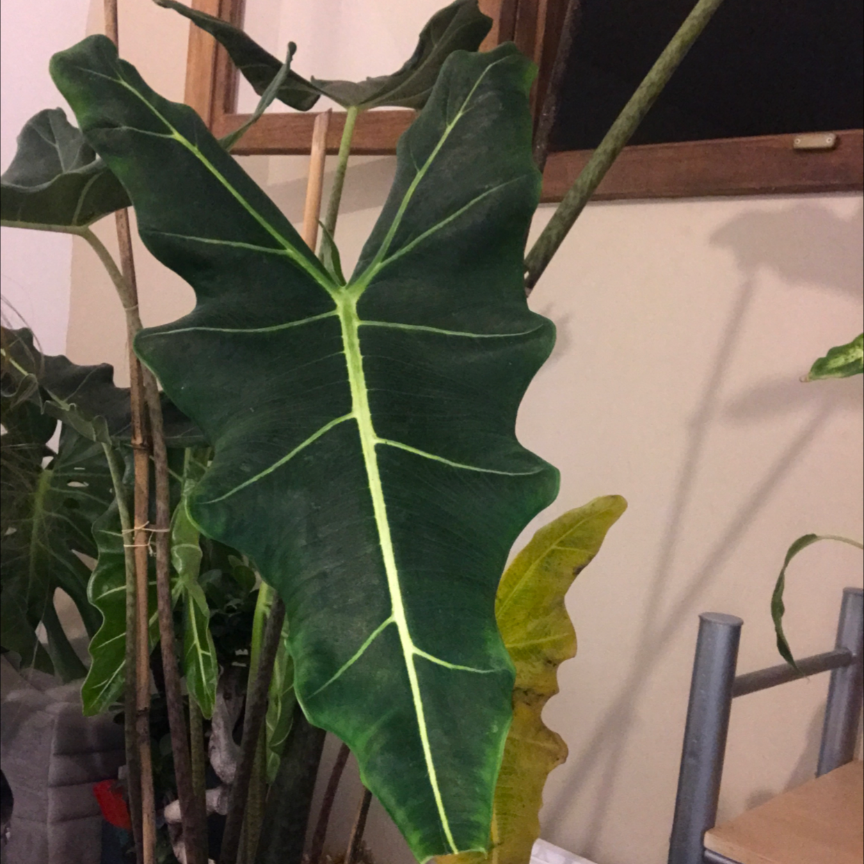 Photo of the plant species Alocasia 'Sarian' by @Teonsplants named Alocasia Sarian on Greg, the plant care app