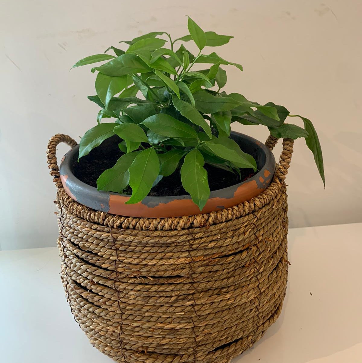 when to repot lemon tree