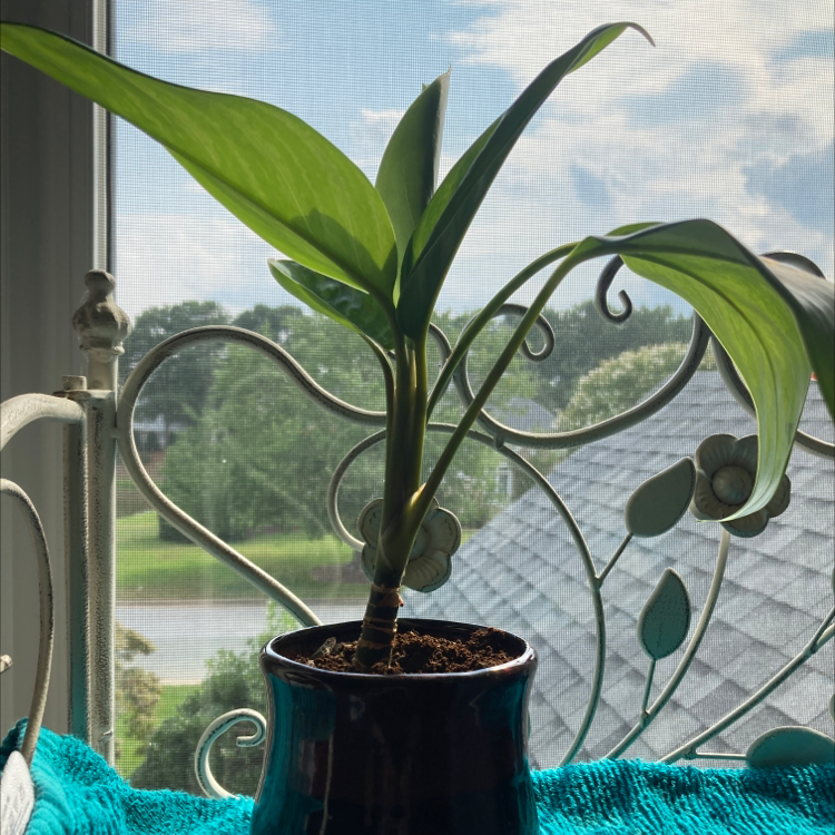 Photo of the plant species Chinese Evergreen by @twlegend named Agnes on Greg, the plant care app