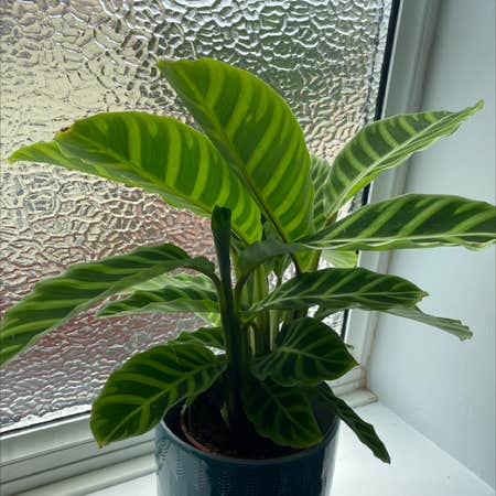 Photo of the plant species Zebra Calathea by Jquiggles named Ziggy the Zebra on Greg, the plant care app