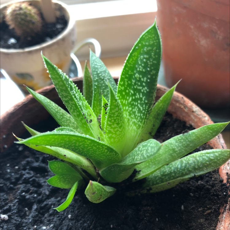 Photo of the plant species Bredasdorp Gasteria by @NanasHomeHeaven named Rick on Greg, the plant care app