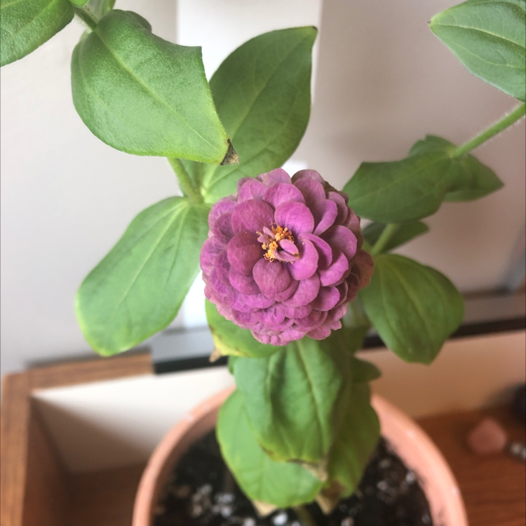 Common Zinnia plant photo by @NanasHomeHeaven named Sasha on Greg, the plant care app.