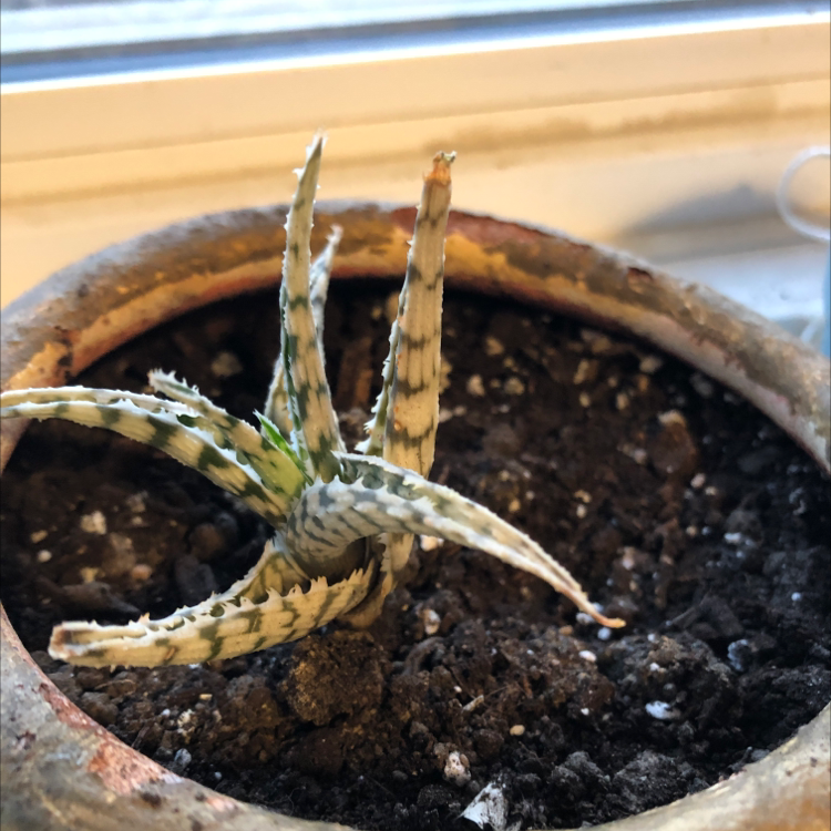 Zebra Plant plant photo by @NanasHomeHeaven named Garth on Greg, the plant care app.