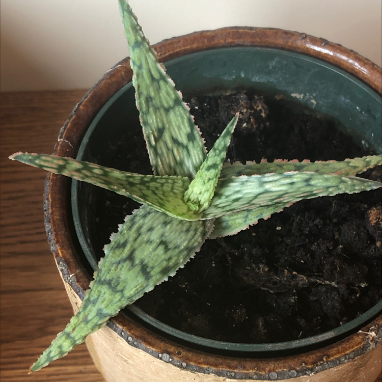 Broad-Leaved Aloe plant photo by @NanasHomeHeaven named Ronny on Greg, the plant care app.