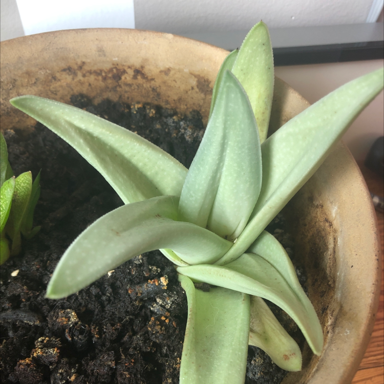 Airplane Plant plant photo by @NanasHomeHeaven named Rick on Greg, the plant care app.