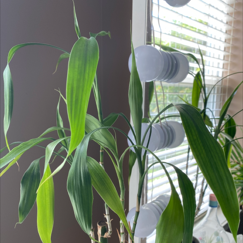 Common Bamboo plant indoors near a window with blinds, showing healthy green leaves.
