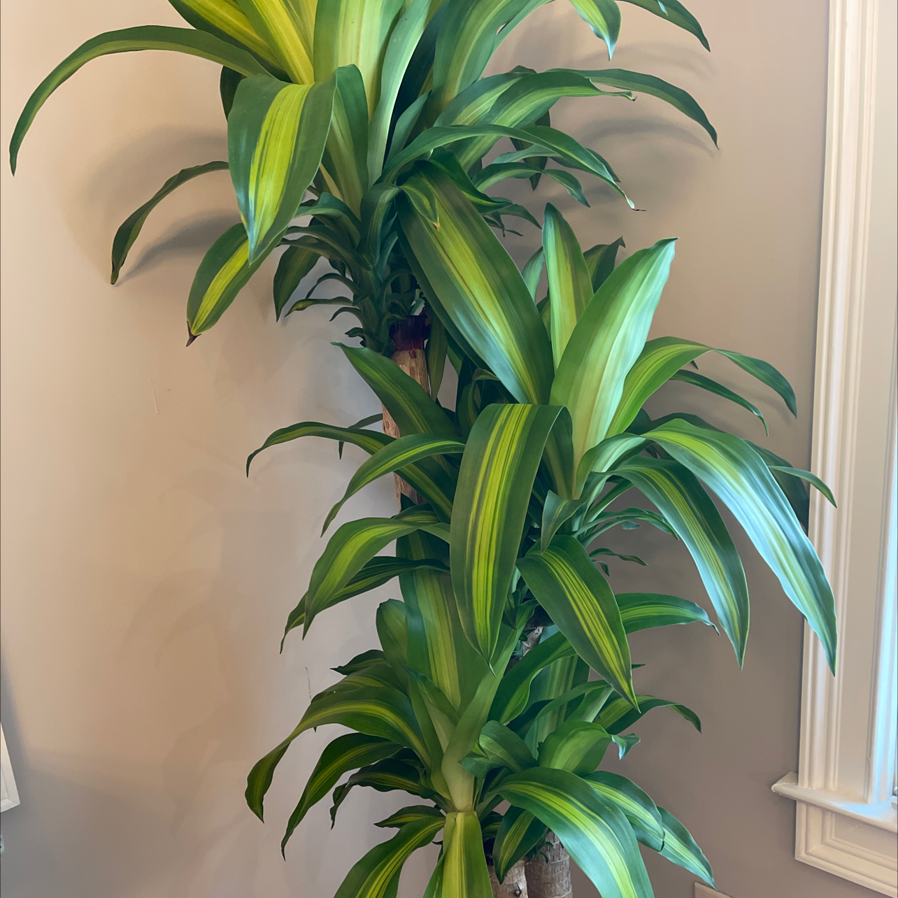 Healthy Dracaena Massangeana plant with vibrant green leaves and yellow stripes.