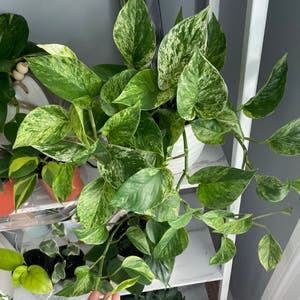 Marble Queen Pothos plant photo by Julia named Nemo on Greg, the plant care app.