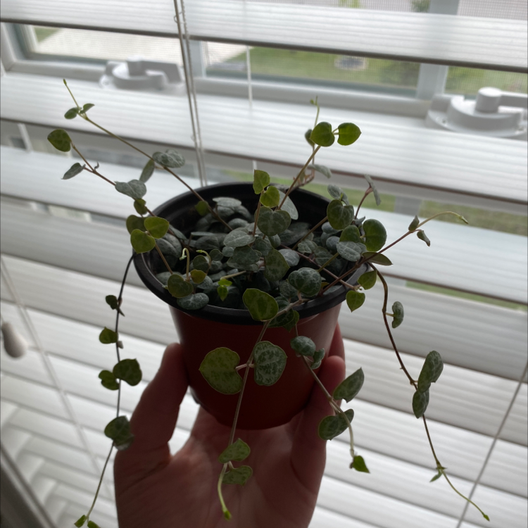 String of Hearts plant photo by Julia named Aria on Greg, the plant care app.