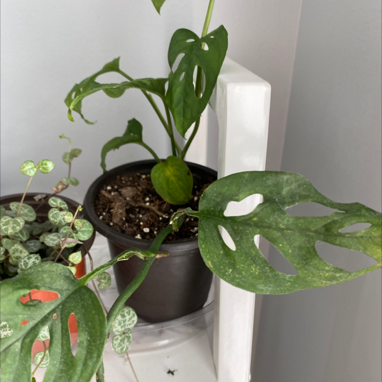 Swiss Cheese Vine plant photo by Julia named Zeus on Greg, the plant care app.