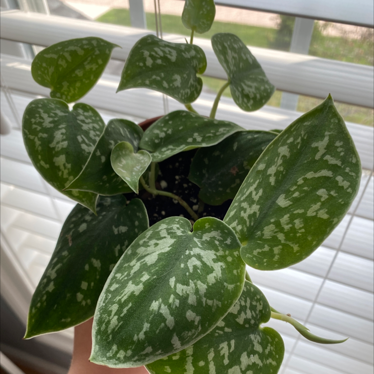 Satin Pothos plant photo by Julia named Anne on Greg, the plant care app.