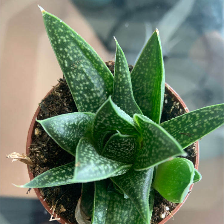 Photo of the plant species Gasteraloe 'Cosmo' by Carina named Sylvie on Greg, the plant care app