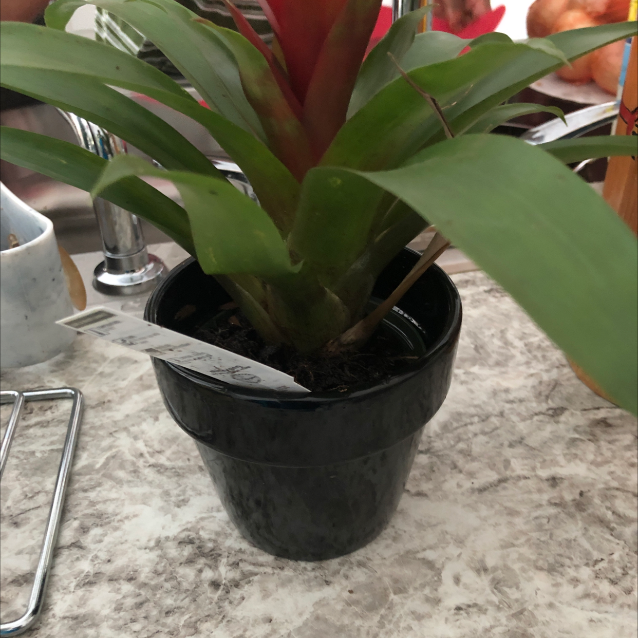 Blushing Bromeliad plant photo by @Zuzuosiis named Nemo on Greg, the plant care app.