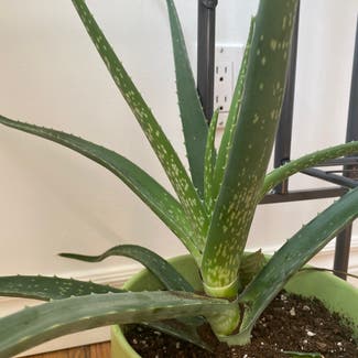 Aloe vera plant in Toronto, Ontario