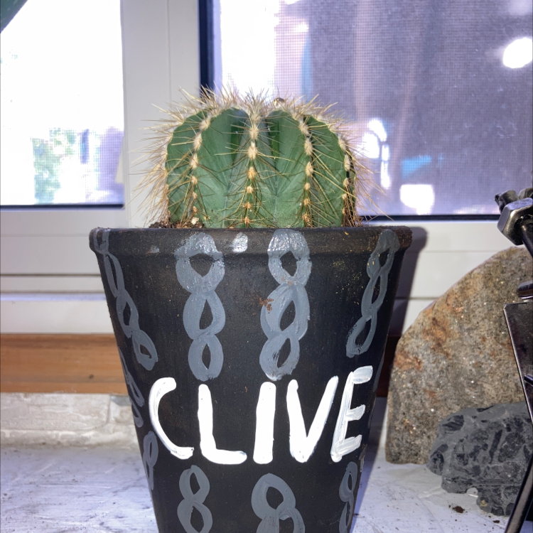 Blue Barrel Cactus in a decorated pot labeled 'CLIVE'.