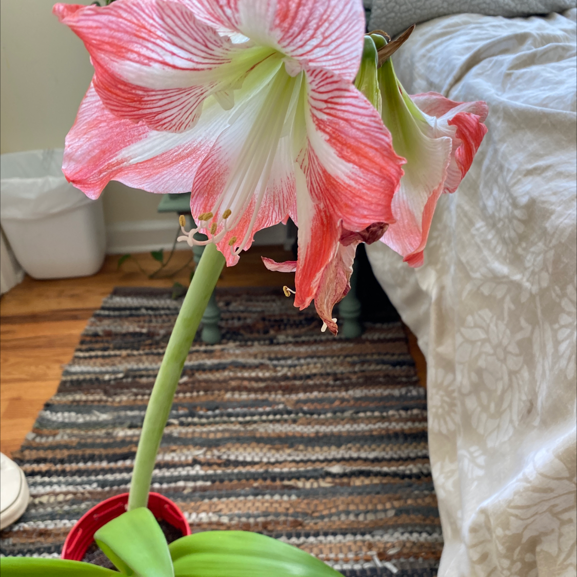 Striped-Tubed Amaryllis with red and white striped petals, indoors on a patterned rug.