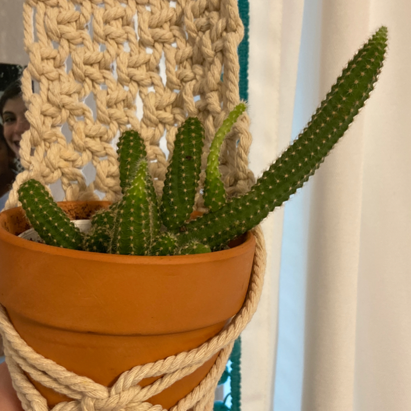 Pagoda Mini Jade plant in a terracotta pot, held by a hand.