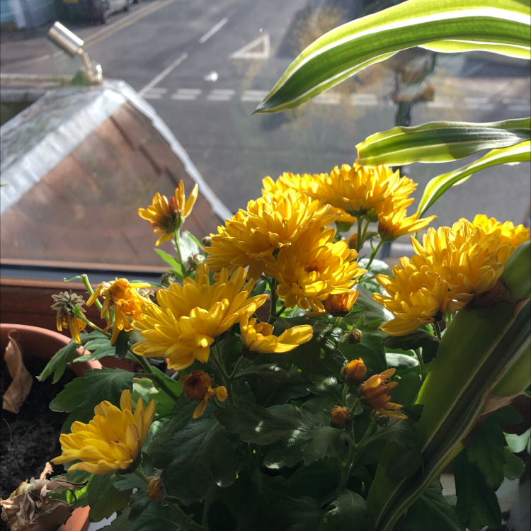 Florist's Daisy plant with vibrant yellow flowers in a pot by a window.