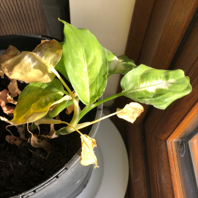 A healthy Gold Dust Dracaena plant in a black plastic pot, with large green yellow-speckled leaves and minor yellowing on lower foliage.