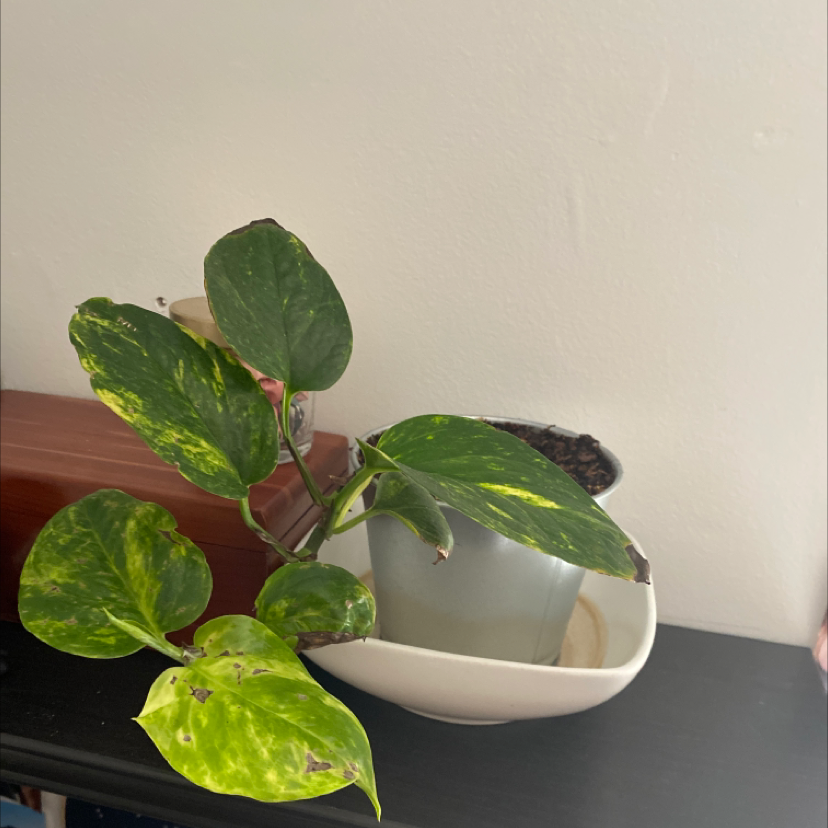 Taro Vine plant photo by @juju_boo named Richard <3 on Greg, the plant care app.