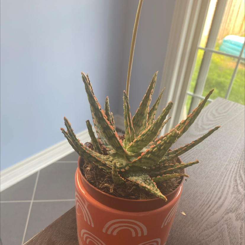 Photo of the plant species Aloe 'Mellow Yellow' by Megan named Mell on Greg, the plant care app