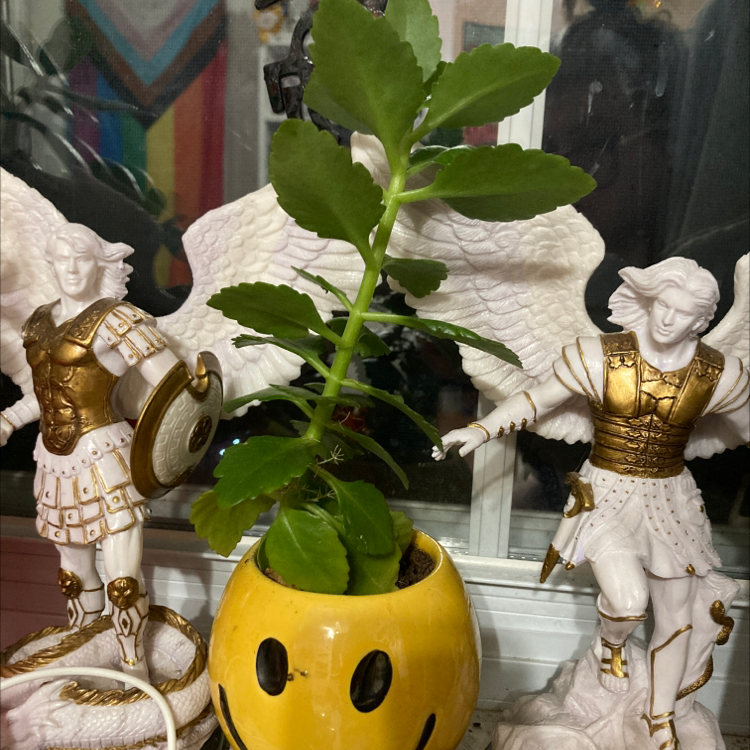 Florist Kalanchoe plant photo by Ozymandias named Daphne on Greg, the plant care app.