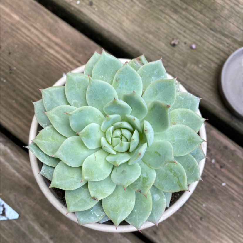 Top view of a healthy Echeveria 'Fleur Blanc' succulent plant in a pot.
