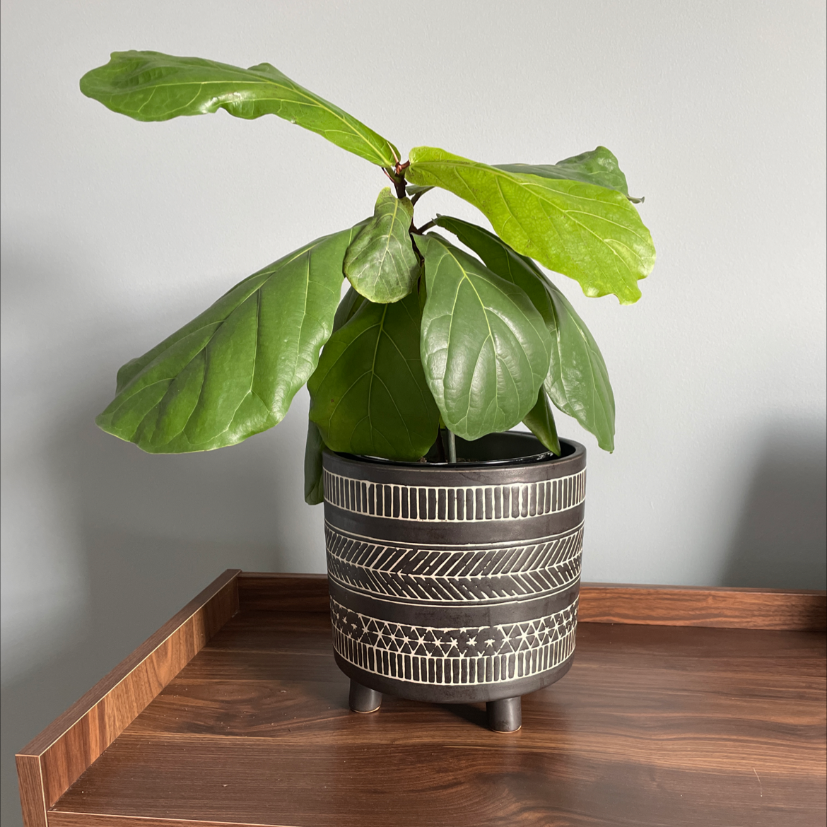 Fiddle Leaf Fig plant photo by @Rod named Little Fiddle on Greg, the plant care app.
