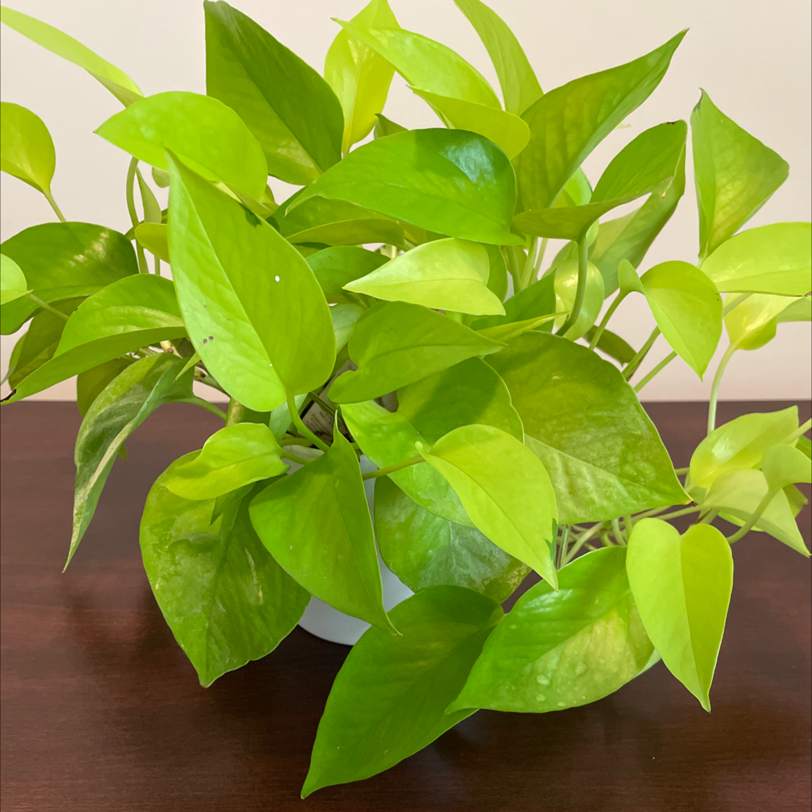 Taro Vine plant photo by @Rod named Sally on Greg, the plant care app.