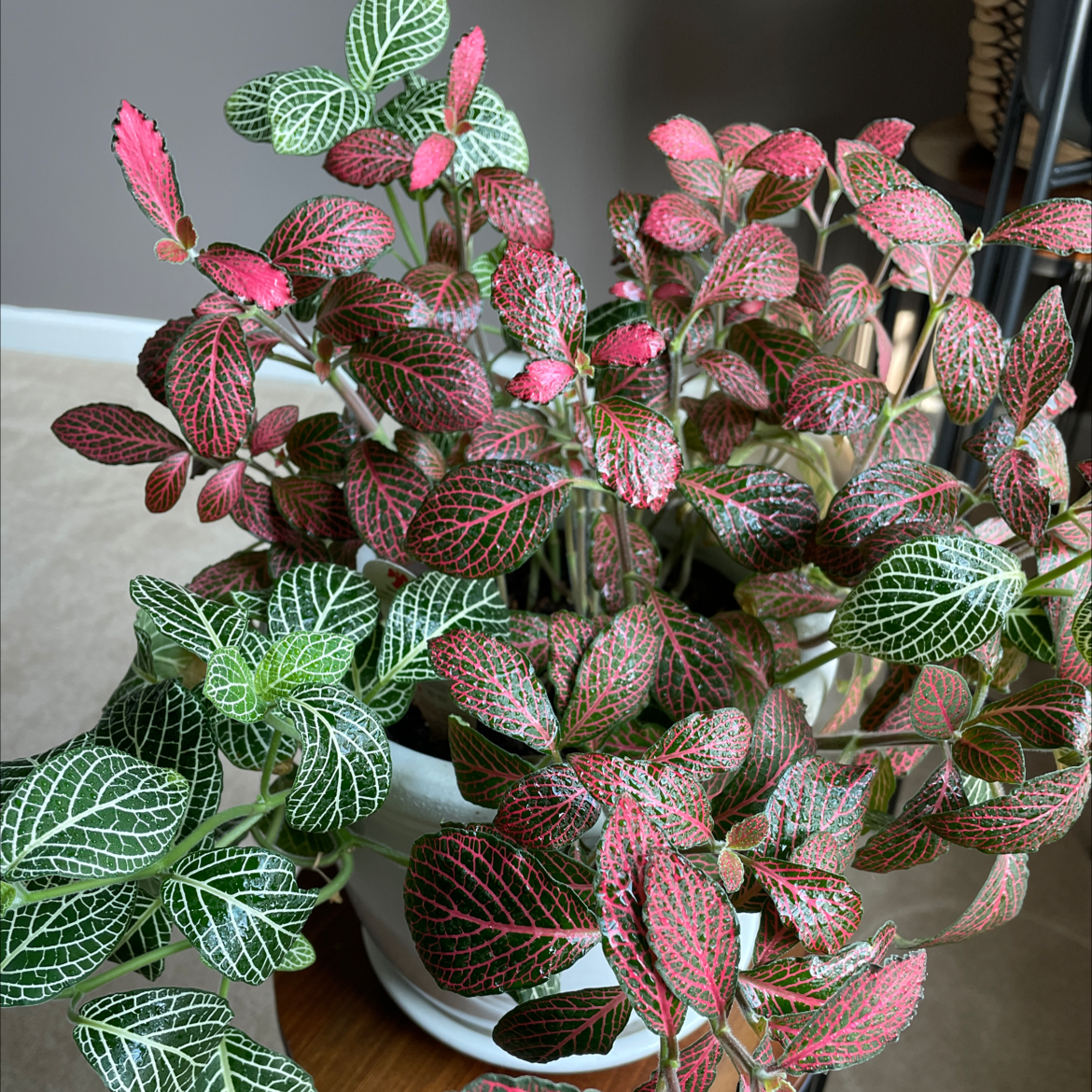 Nerve Plant plant photo by @Rod named Fittonia on Greg, the plant care app.