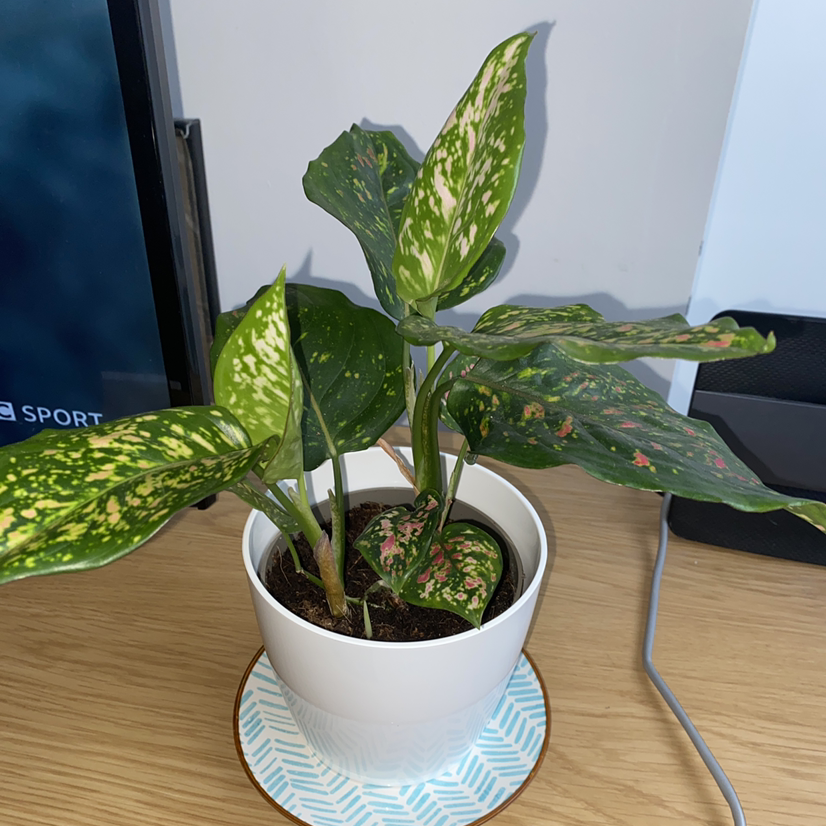 Potted Chinese Evergreen Valentine plant with variegated leaves on a wooden surface.