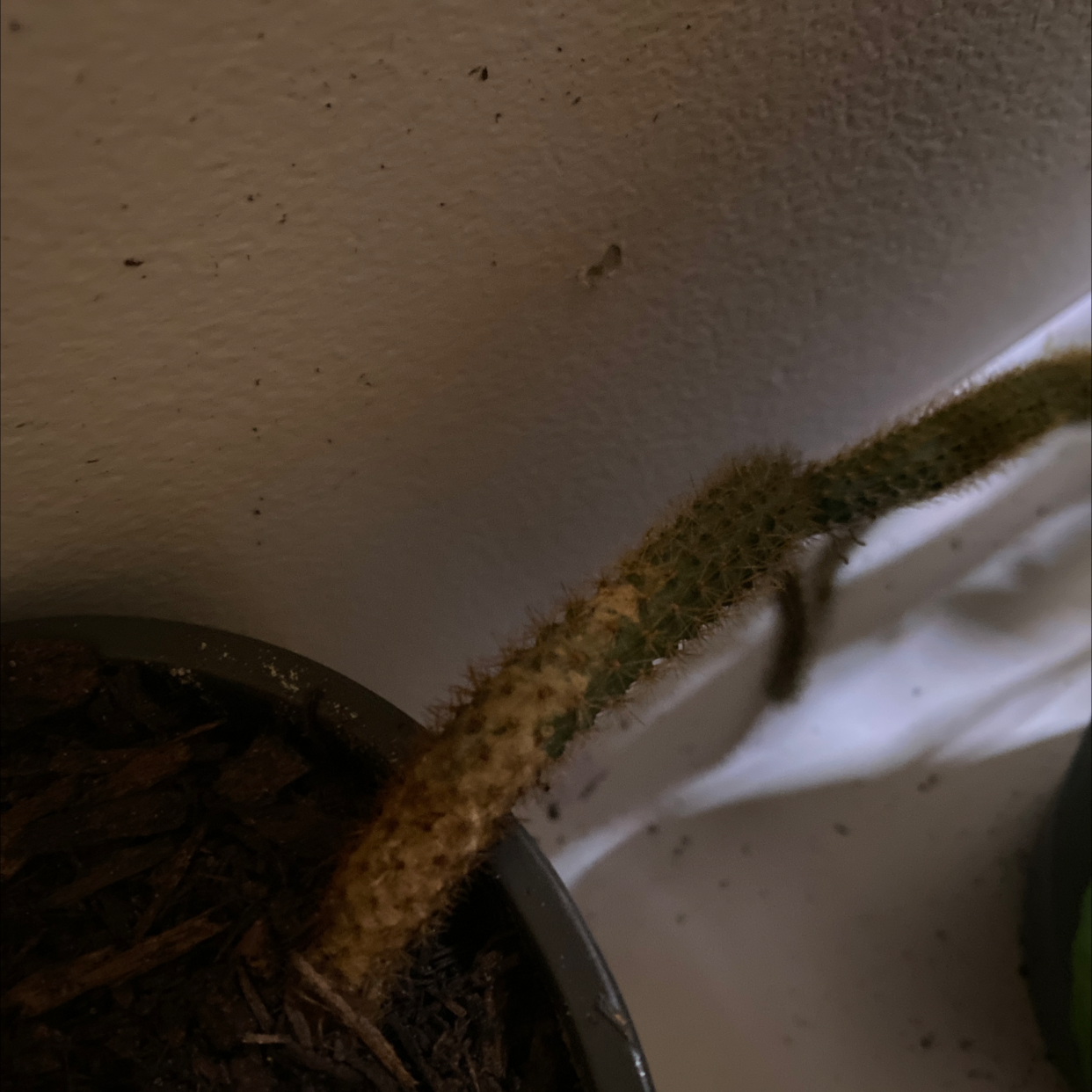Dog Tail Cactus with a discolored stem in a pot with visible soil.