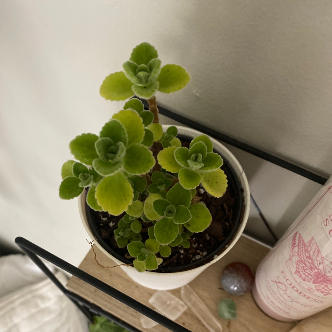 Photo of the plant species Tree of love by @enakeisha named her on Greg, the plant care app