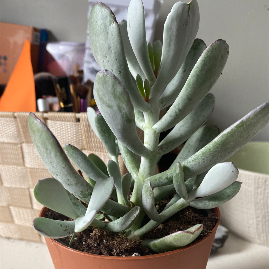 Crassula cotyledonis plant in a small pot with healthy, fleshy leaves.