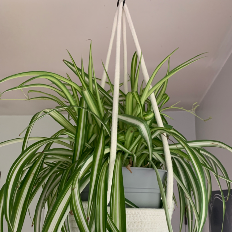 Spider Plant plant photo by Jeanne named Spiderman on Greg, the plant care app.