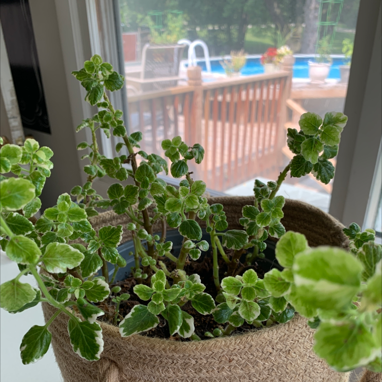 White-Edged Swedish Ivy plant in a woven basket with a deck and pool in the background.