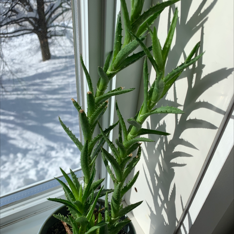 Photo of the plant species Tiger Tooth Aloe by @leannels named Marco on Greg, the plant care app