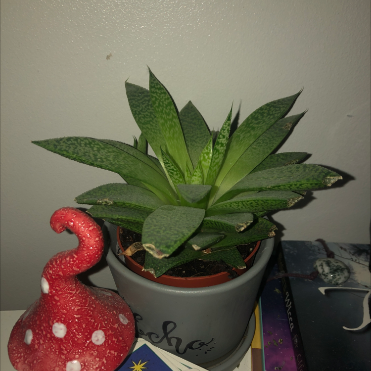 Ox Tongue plant photo by @Echosmum named Echo on Greg, the plant care app.