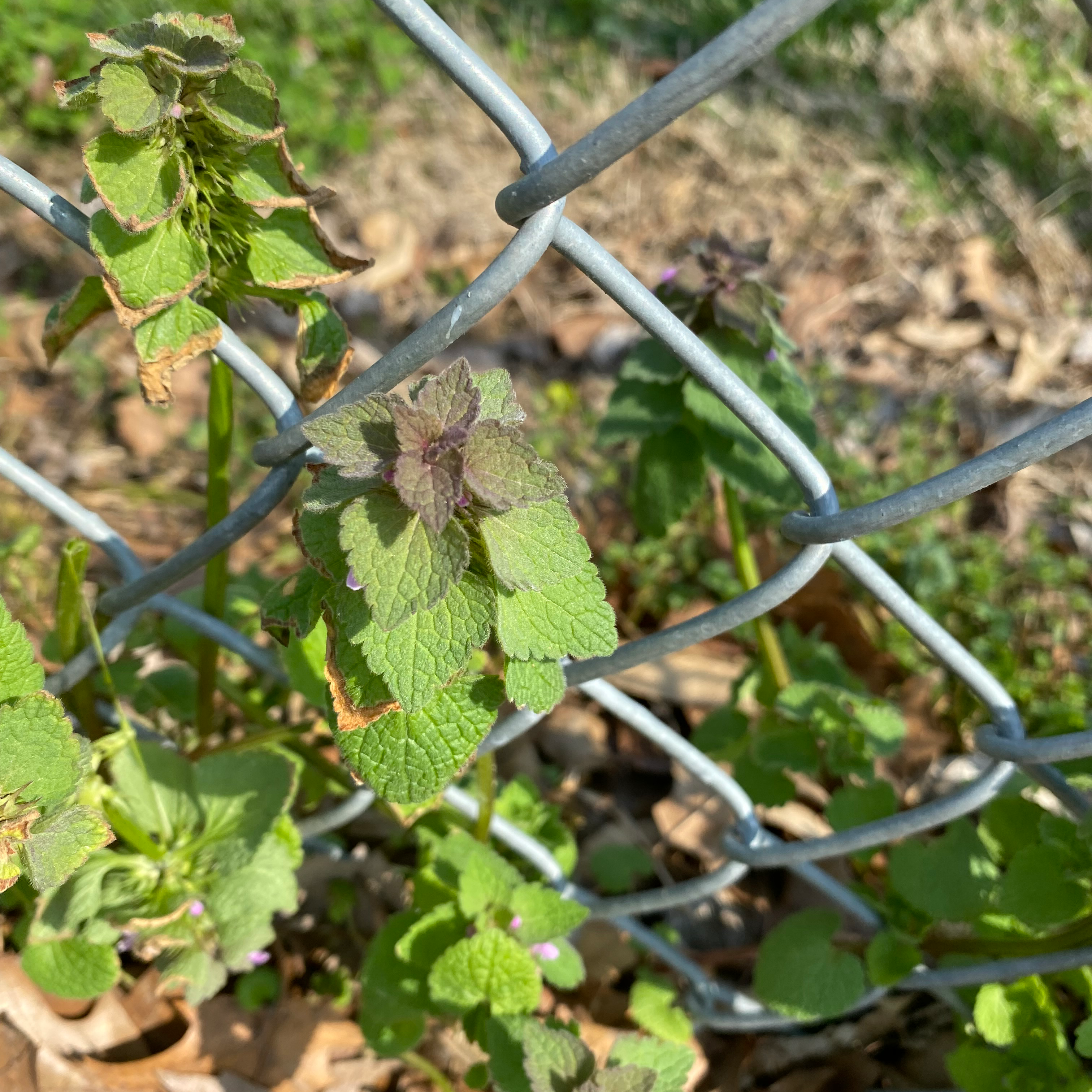 Purple Archangel plant growing through a metal fence with some browning on the leaf edges.